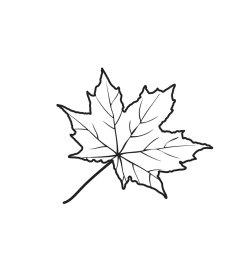 Maple leaf outline vector hand drawn maple leaf in line art white background png